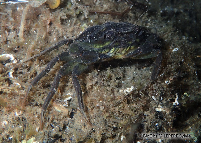 Crabe vert de Méditerranée - Carcinus aestuarii - LEPERE Sylvie - BioObs