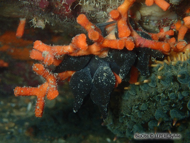 Faux corail - Myriapora truncata - LEPERE Sylvie - BioObs