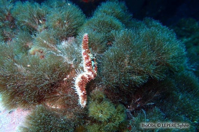Etoile de mer épineuse - Coscinasterias tenuispina - LEPERE Sylvie - BioObs