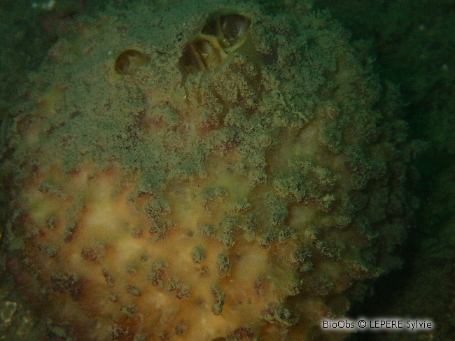 Orange de mer de Méditerranée - Tethya aurantium - LEPERE Sylvie - BioObs