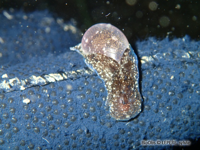 Haminoé à bulle couleur d'eau - Haminoea hydatis - LEPERE Sylvie - BioObs