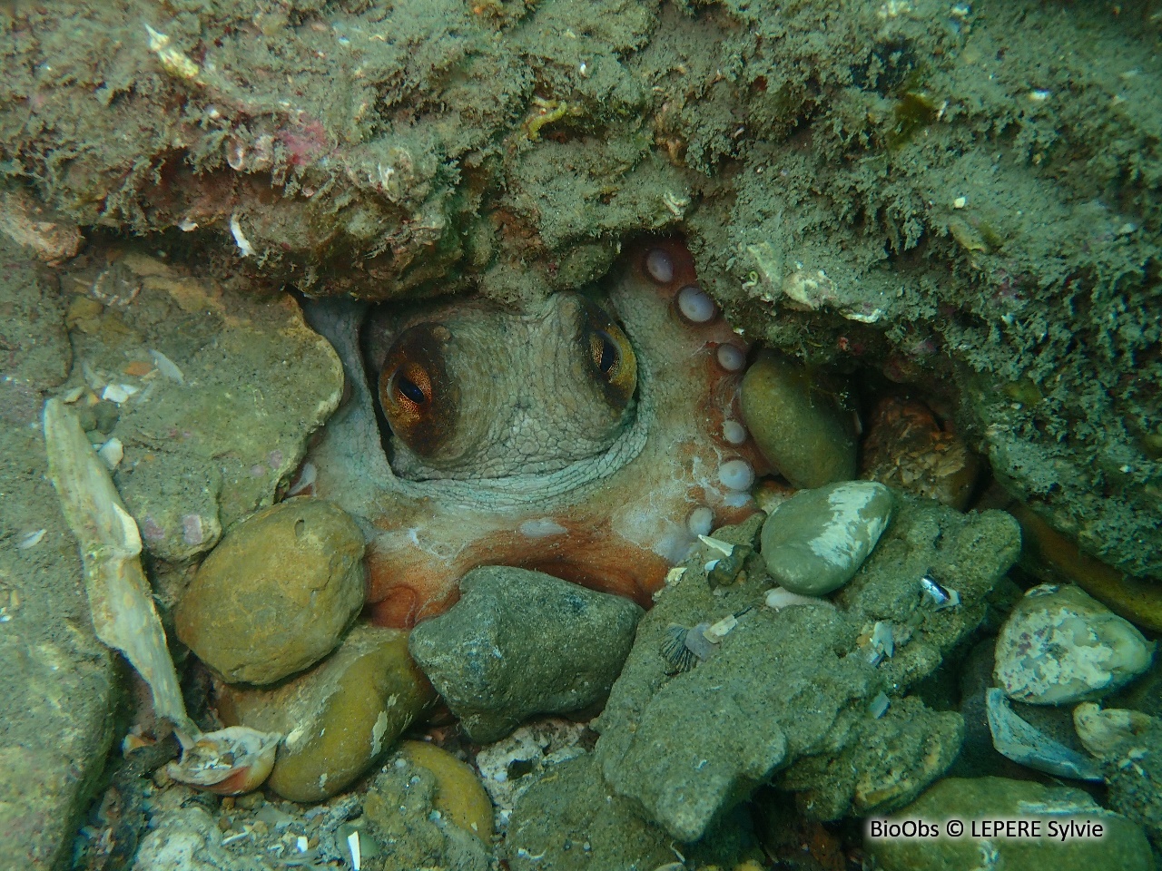 Poulpe commun - Octopus vulgaris - LEPERE Sylvie - BioObs