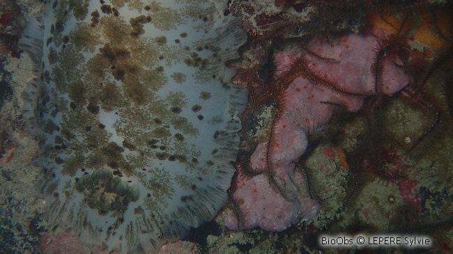 Doris grande fleur - Dendrodoris grandiflora - LEPERE Sylvie - BioObs