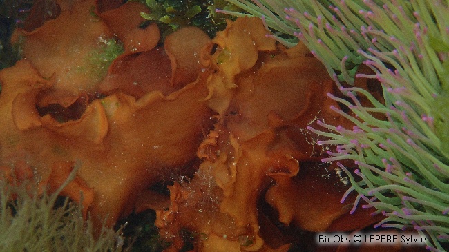 Grateloupe lancéolée - Pachymeniopsis lanceolata - LEPERE Sylvie - BioObs