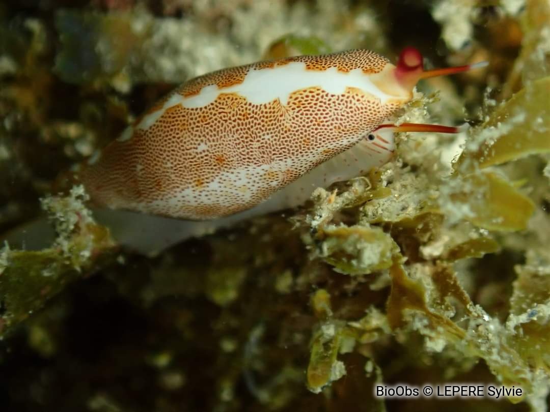 Simnie blanche - Simnia spelta - LEPERE Sylvie - BioObs