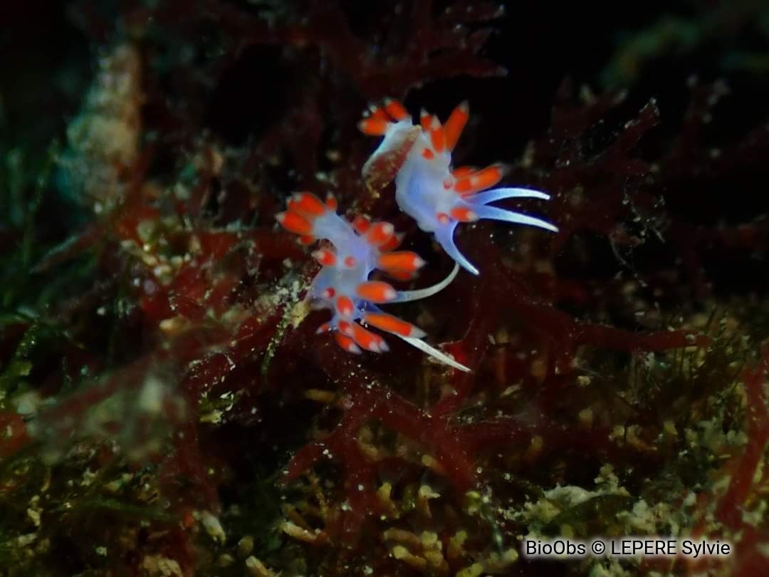 Calmella - Calmella cavolini - LEPERE Sylvie - BioObs