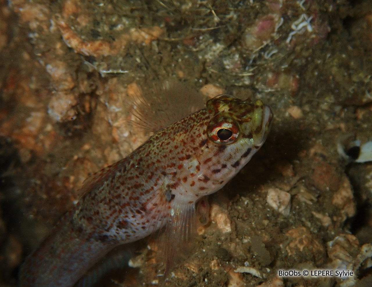 Gobie à tête jaune - Gobius xanthocephalus - LEPERE Sylvie - BioObs