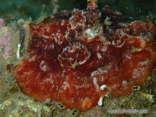 Bryozoaire encroûtant rouge - Schizobrachiella sanguinea - LEPERE Sylvie - BioObs