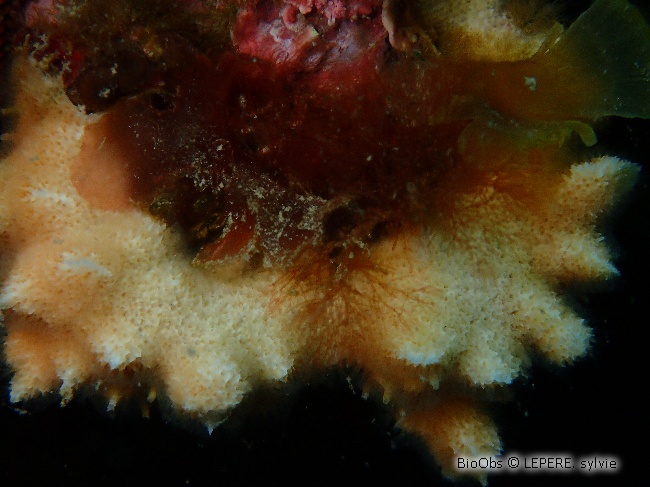 Bryozoaire corne d'élan - Dentiporella sardonica - LEPERE Sylvie - BioObs