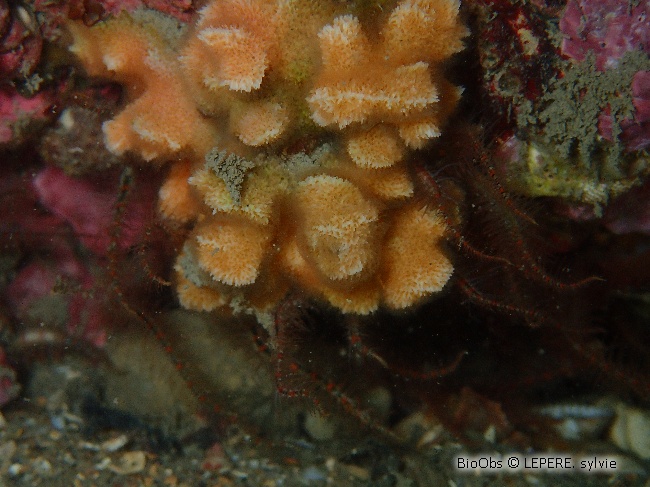 Bryozoaire corne d'élan - Dentiporella sardonica - LEPERE Sylvie - BioObs