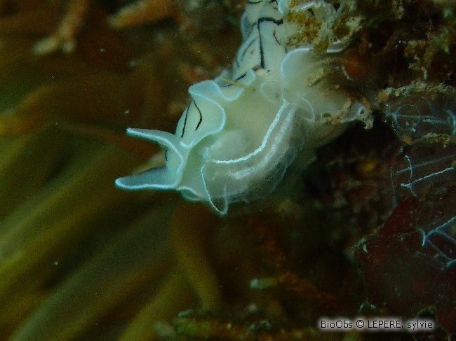 Planaire blanche - Prostheceraeus vittatus - LEPERE Sylvie - BioObs