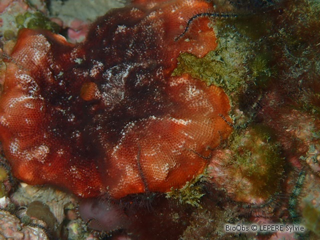 Bryozoaire encroûtant rouge - Schizobrachiella sanguinea - LEPERE Sylvie - BioObs