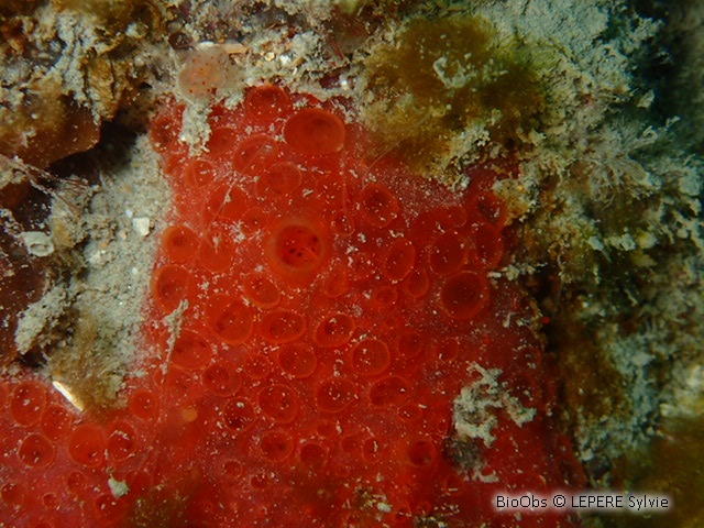 Eponge catalane rouge à cratères - Hamigera hamigera - LEPERE Sylvie - BioObs