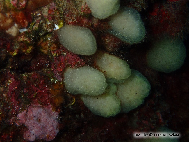 Ascidie globuleuse de Méditerranée - Pseudodistoma obscurum - LEPERE Sylvie - BioObs