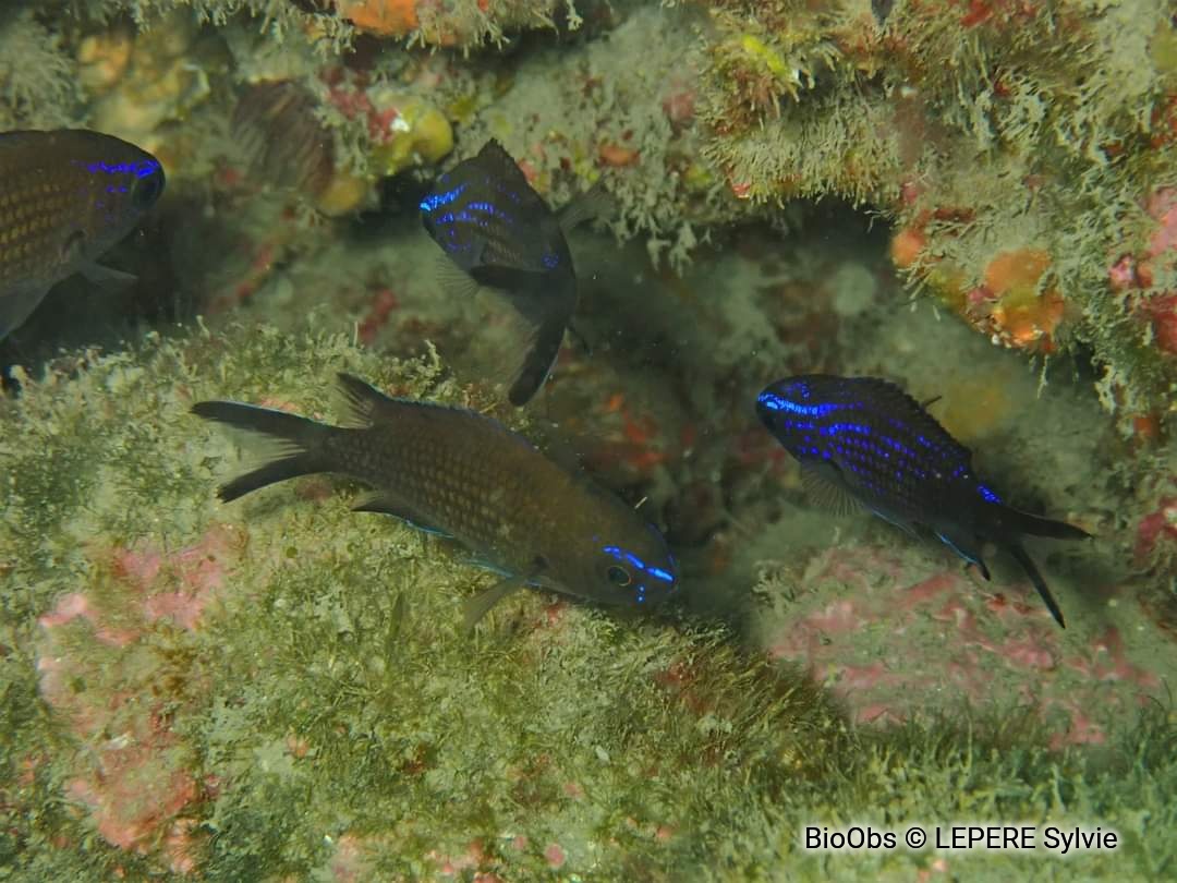 Castagnole - Chromis chromis - LEPERE Sylvie - BioObs