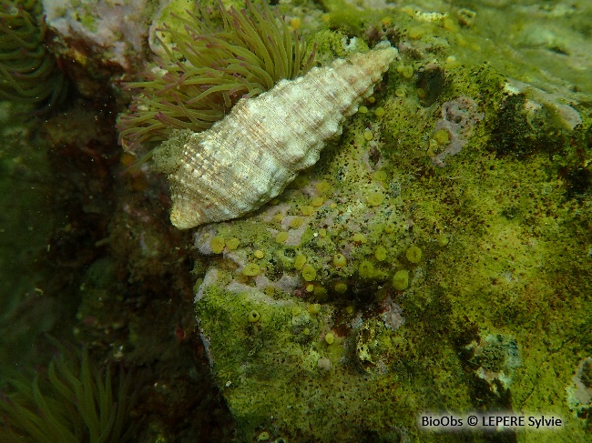 Cérithe goumier - Cerithium vulgatum - LEPERE Sylvie - BioObs