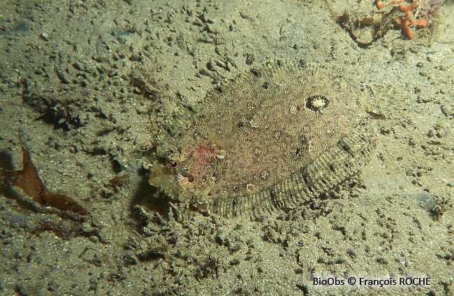 Cardine chevelue - Zeugopterus regius - François ROCHE - BioObs