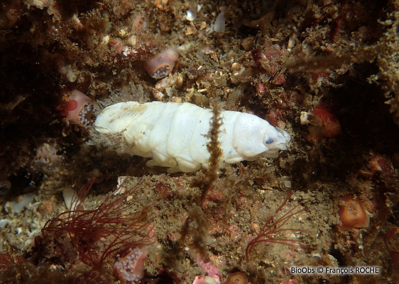 Isopode de la langue des poissons - Ceratothoa italica - François ROCHE - BioObs
