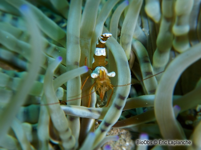 Crevette de Thor Indo-Pacifique - Thor amboinensis - Éric Laplanche - BioObs