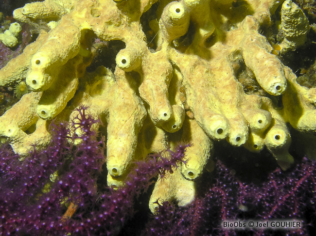 Eponge cavernicole jaune - Aplysina cavernicola - Joel GOUHIER - BioObs