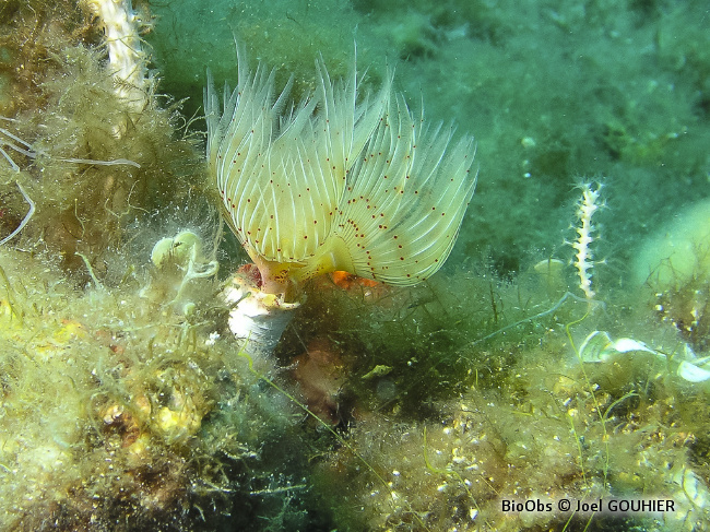 Protule lisse - Protula tubularia - Joel GOUHIER - BioObs