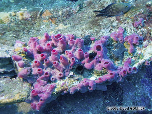 Eponge tubulaire rose - Haliclona (Reniera) mediterranea - Joel GOUHIER - BioObs
