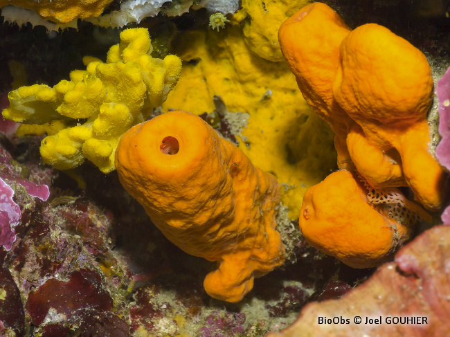 Agelas orangée - Agelas oroides - Joel GOUHIER - BioObs