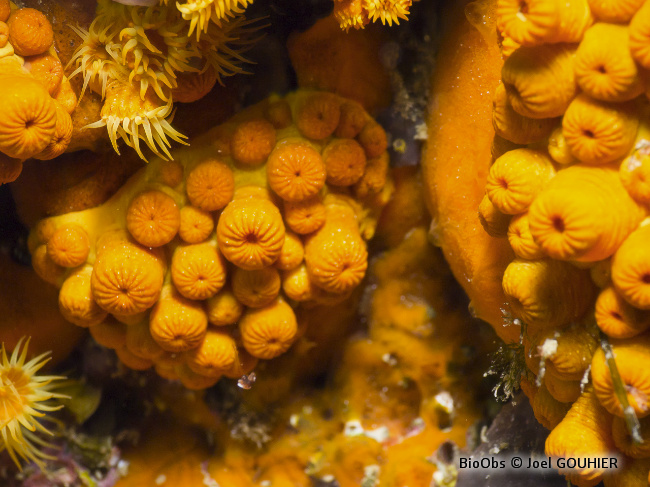 Anémone jaune encroûtante - Parazoanthus axinellae - Joel GOUHIER - BioObs
