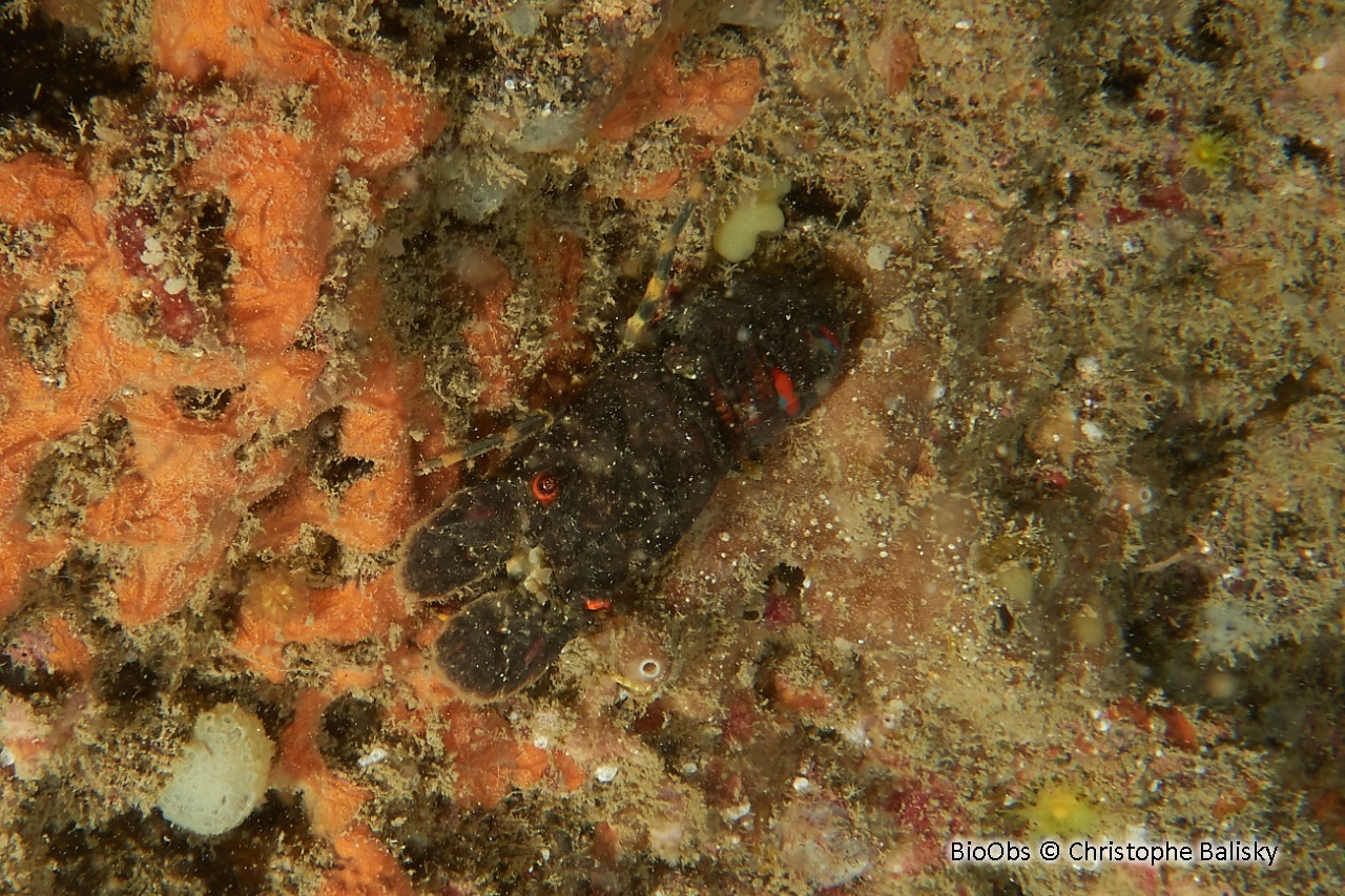 Petite cigale de mer - Scyllarus arctus - Christophe Balisky - BioObs