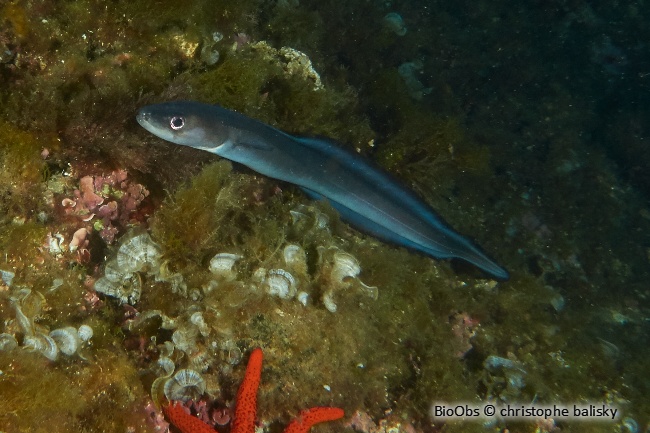 Congre des Baléares - Ariosoma balearicum - Christophe Balisky - BioObs