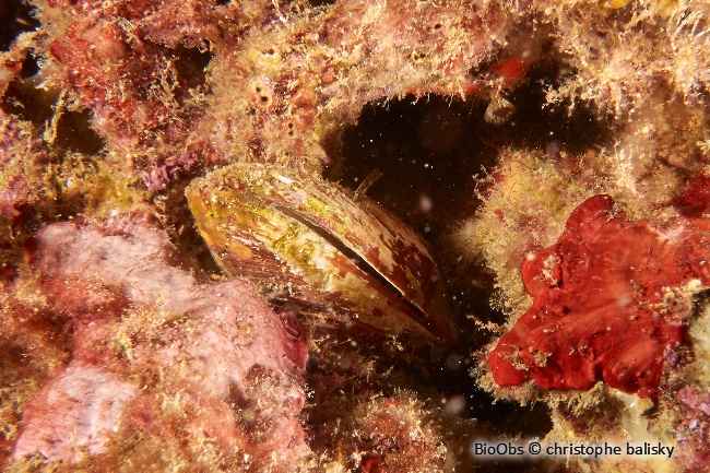 Datte de mer - Lithophaga lithophaga - Christophe Balisky - BioObs