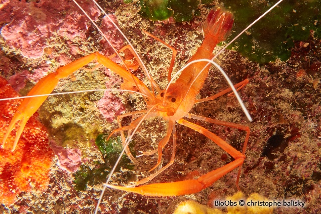 Crevette cavernicole à grandes pinces - Stenopus spinosus - Christophe Balisky - BioObs