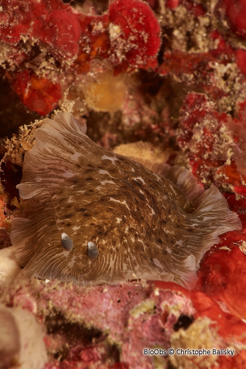 Doris grande fleur - Dendrodoris grandiflora - Christophe Balisky - BioObs