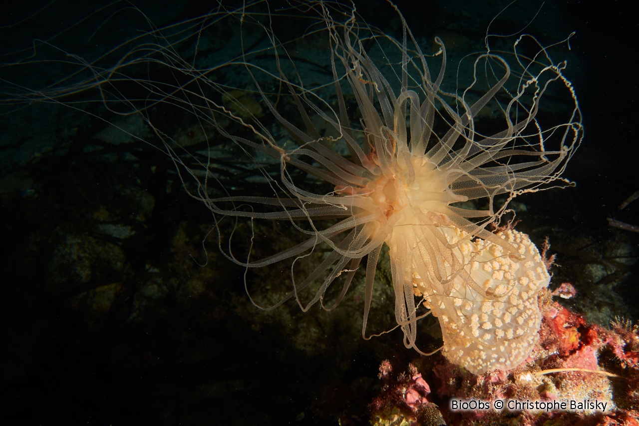 Alicia - Alicia mirabilis - Christophe Balisky - BioObs