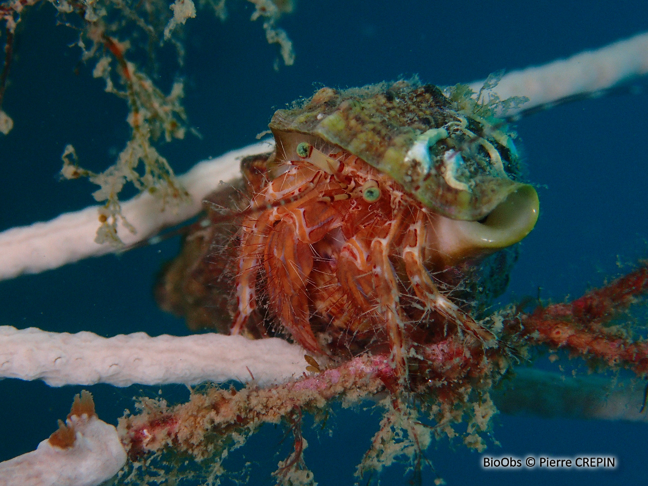 Pagure anachorète - Pagurus anachoretus - Pierre CREPIN - BioObs