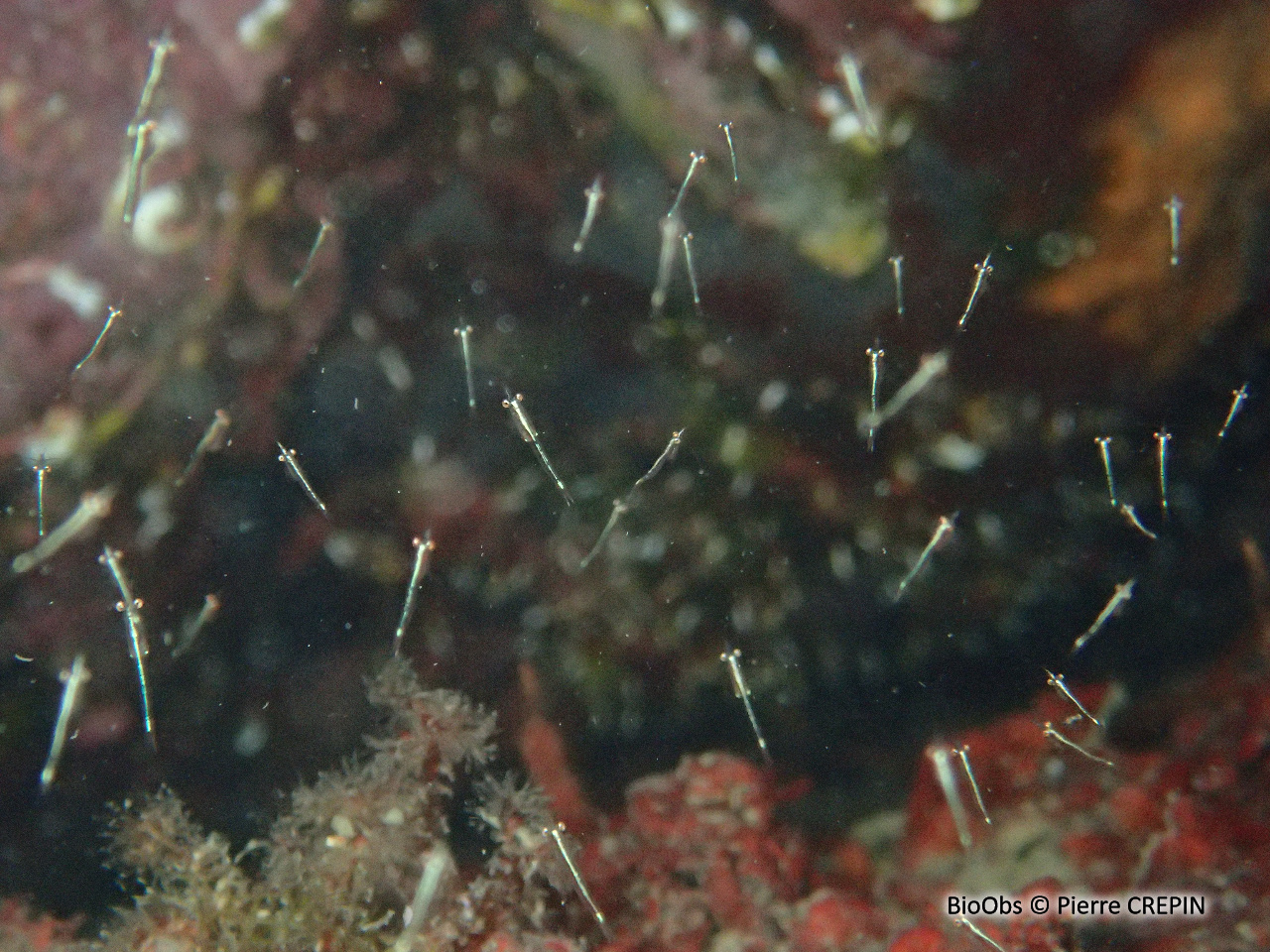 Crevette pélagique - Leptomysis mediterranea - Pierre CREPIN - BioObs
