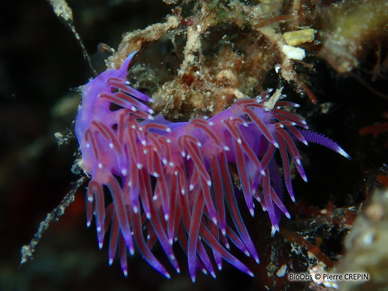 Flabelline mauve - Flabellina affinis - Pierre CREPIN - BioObs