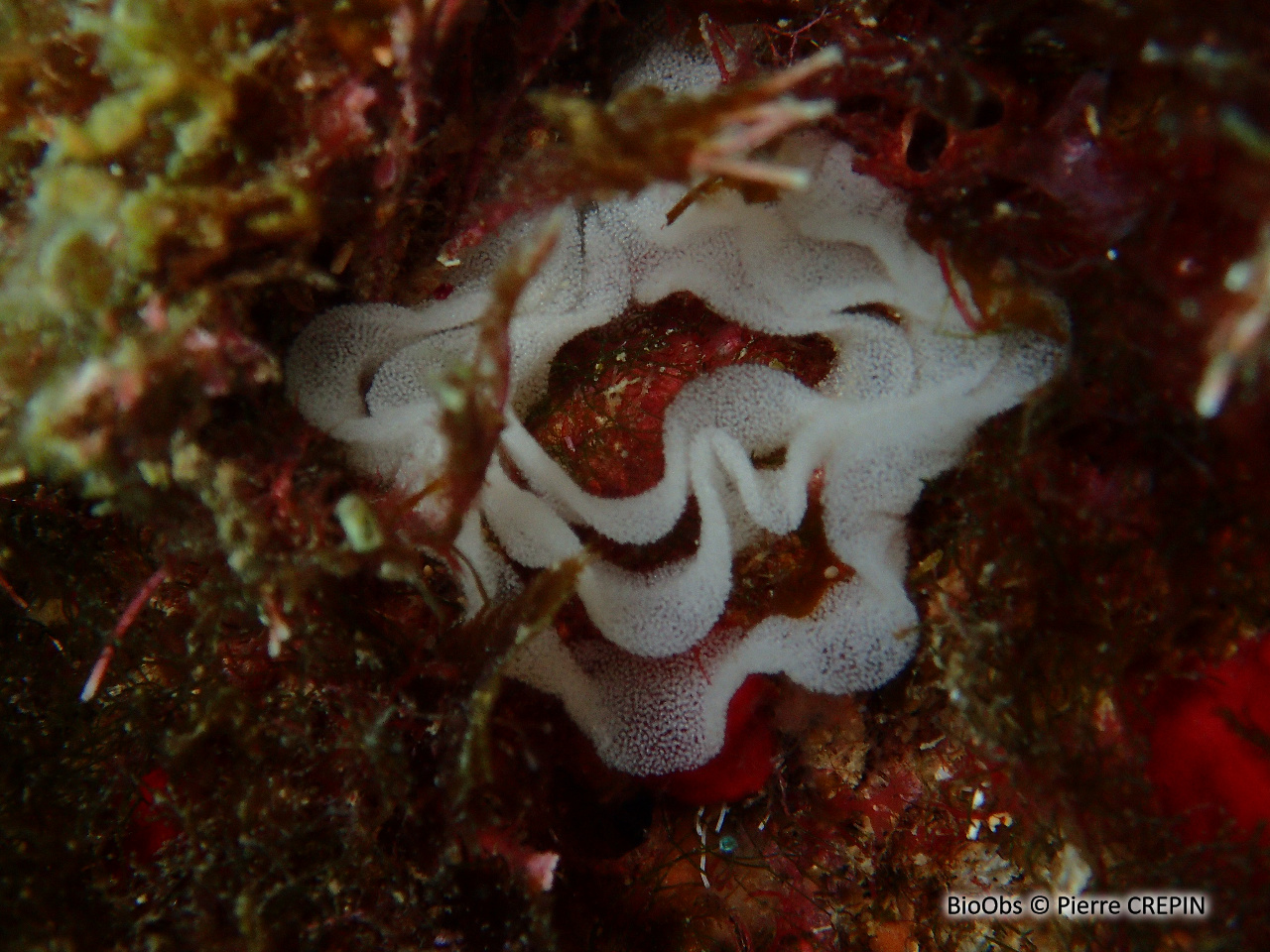 Doris dalmatien ponte - Peltodoris - Pierre CREPIN - BioObs