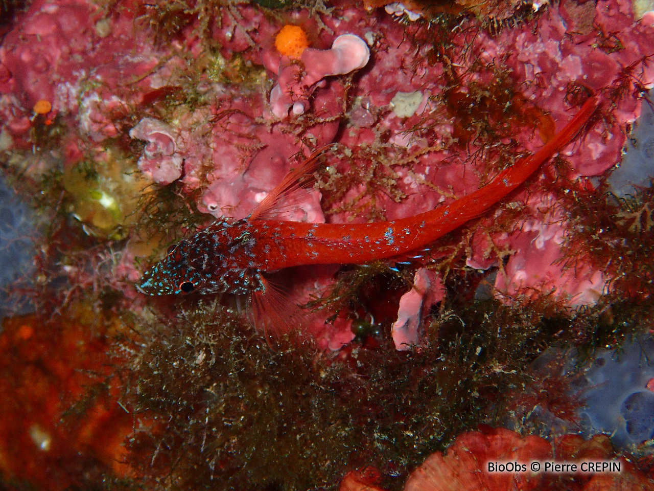 Triptérygion nain - Tripterygion melanurum - Pierre CREPIN - BioObs
