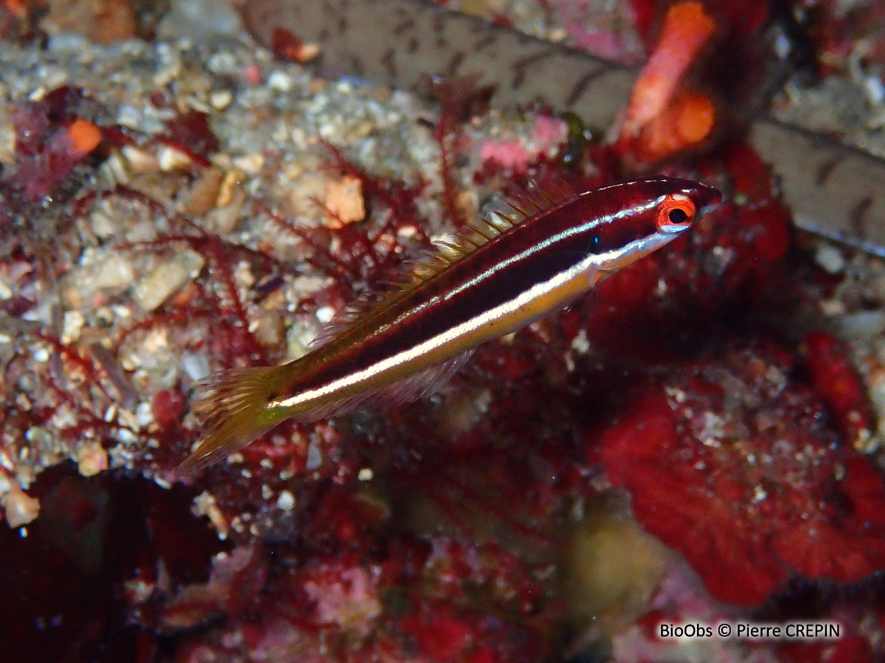 Crénilabre de Doderlein - Symphodus doderleini - Pierre CREPIN - BioObs