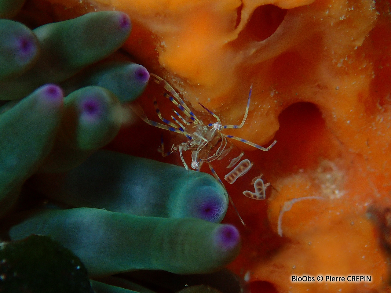Péricliménès améthyste - Periclimenes amethysteus - Pierre CREPIN - BioObs
