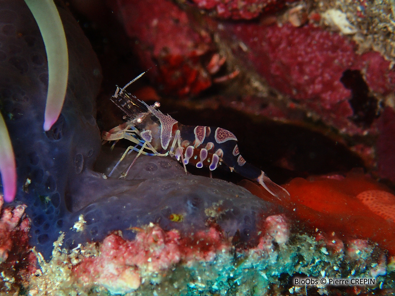 Péricliménès améthyste - Periclimenes amethysteus - Pierre CREPIN - BioObs
