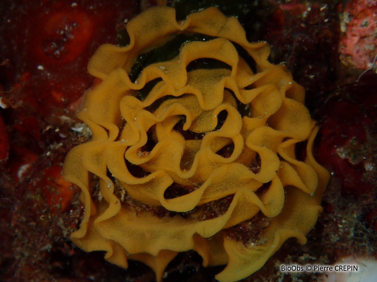 Doris géante ponte - Felimare - Pierre CREPIN - BioObs