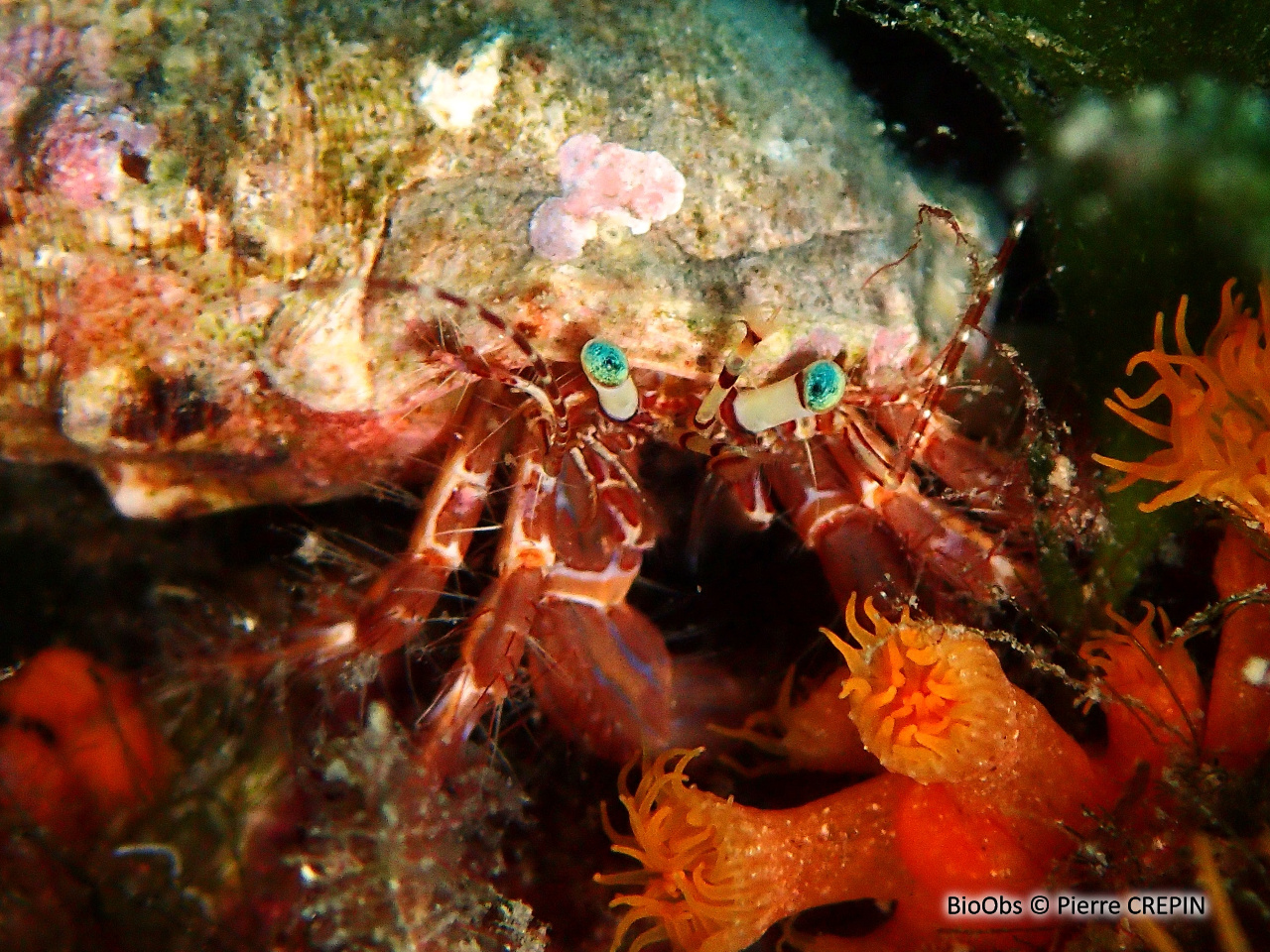Pagure anachorète - Pagurus anachoretus - Pierre CREPIN - BioObs