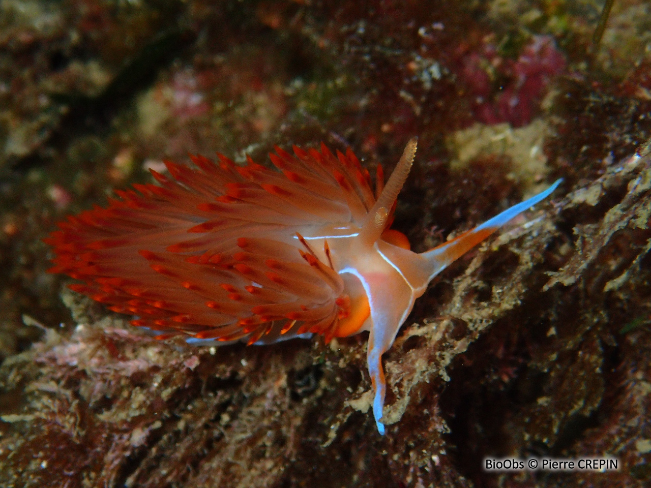 Godive orange - Nemesignis banyulensis - Pierre CREPIN - BioObs