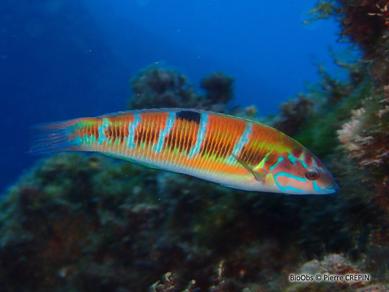 Girelle paon - Thalassoma pavo - Pierre CREPIN - BioObs