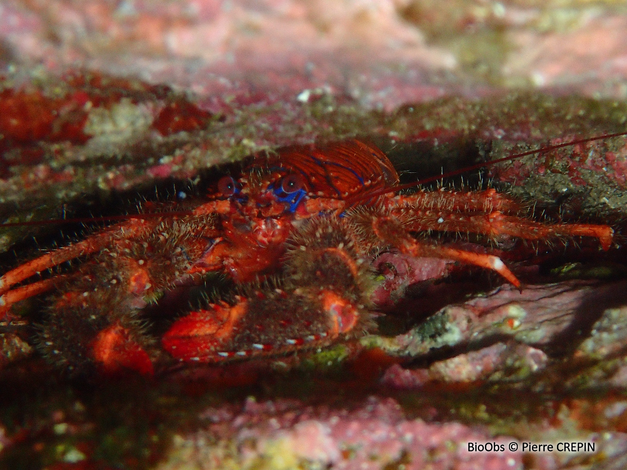Galathée bicolore - Galathea strigosa - Pierre CREPIN - BioObs