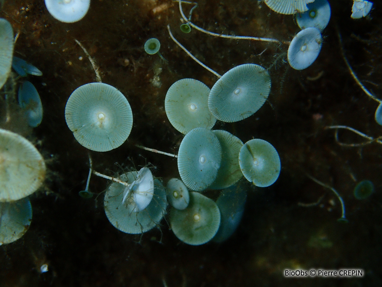 Acétabulaire - Acetabularia acetabulum - Pierre CREPIN - BioObs