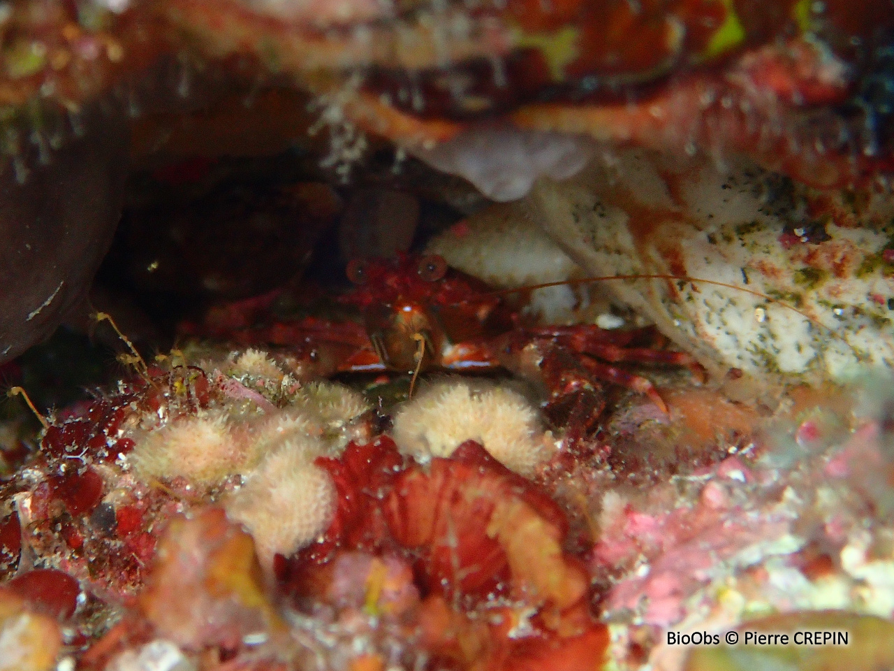 Galathée (genre) - Galathea - Pierre CREPIN - BioObs