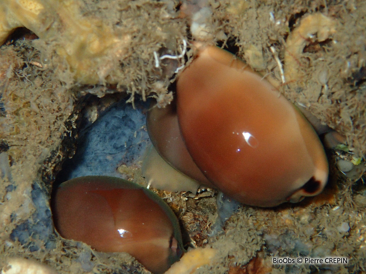 Porcelaine brune, livide - Luria lurida - Pierre CREPIN - BioObs